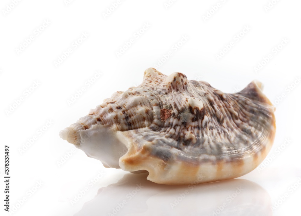 Isolated shells with white Background