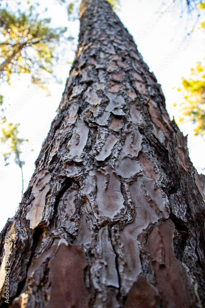 Italian wood