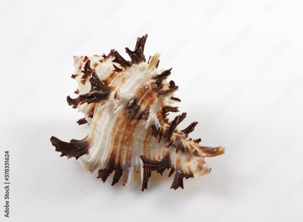 Isolated shells with white Background Isolated shells with white Background