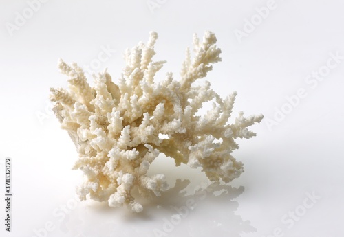 Isolated shells with white Background