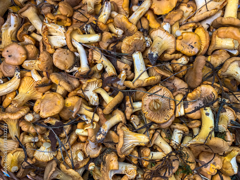 Mushrooms yellow Chanterelles or Cantharellus cibarius in a basket. Ukraine. July 2020 Mushrooms yellow Chanterelles or Cantharellus cibarius in a basket. Ukraine. July 2020