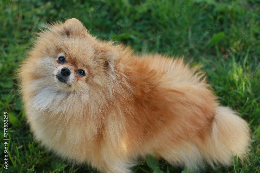 Orange pomeranian spitz dog walks in nature Orange pomeranian spitz dog walks in nature