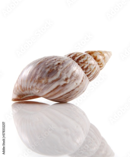 Isolated shells with white Background