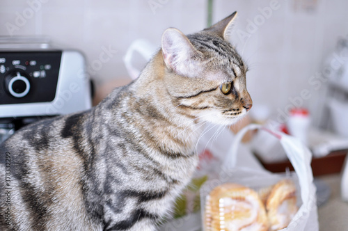 cat on table in kitchen