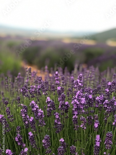 lavender field in region