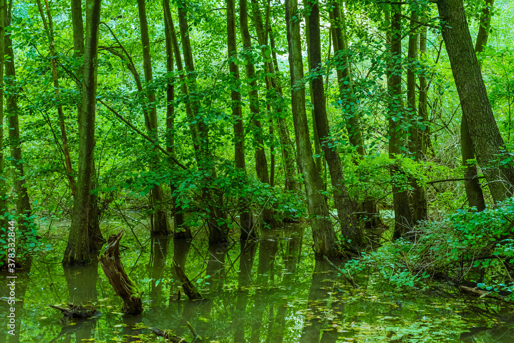 Trees that stand in a flooded forest, trees in the swamp, autumnal, fallen trees Trees that stand in a flooded forest, trees in the swamp, autumnal, fallen trees