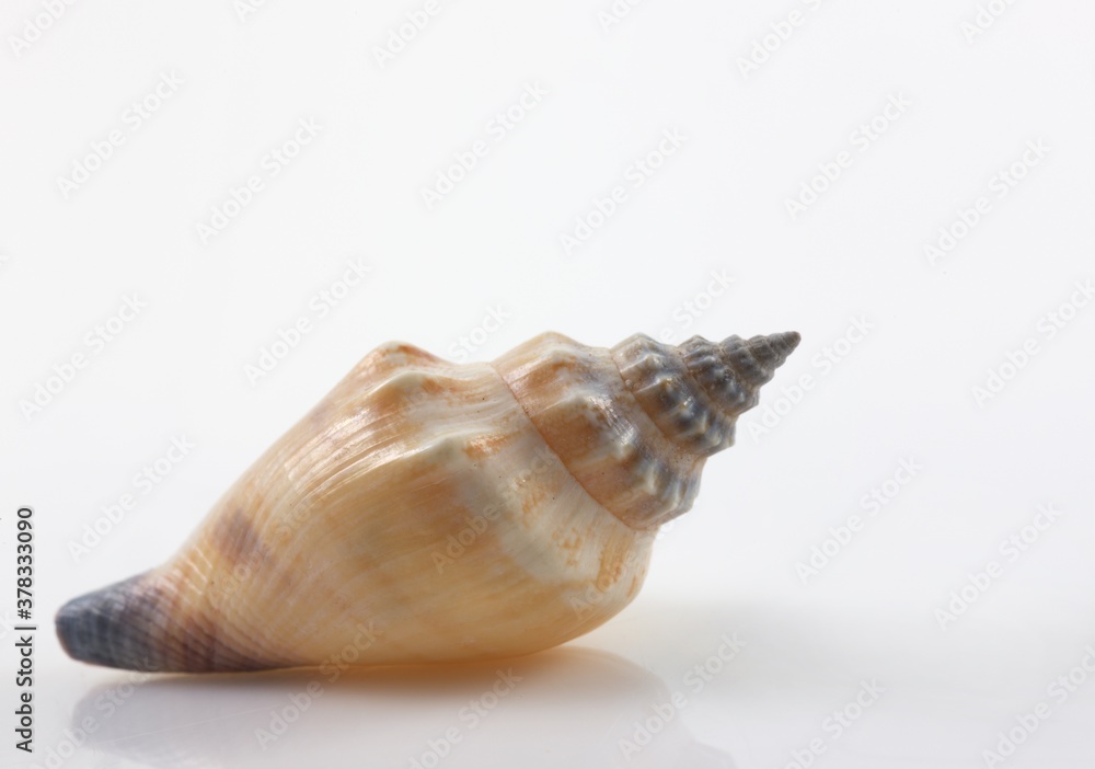 Shell