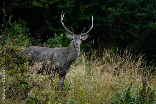 The Red Deer (Cervuls elaphus) during the rutting season. Carpathian Mountains, Bieszczady, Poland.