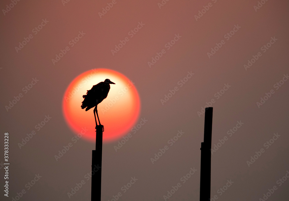 Silhouette of Grey heron and the sun in the evening hours at Busiateen coast, Bahrain