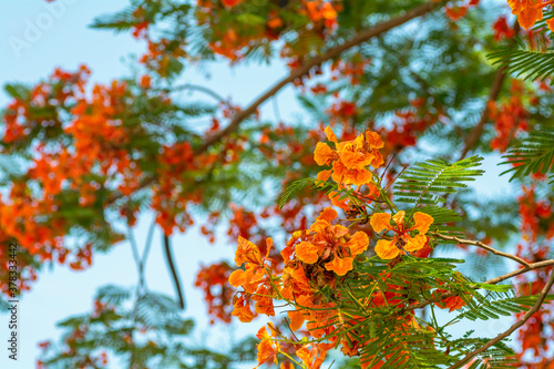 Pride of Barbados on a background sky