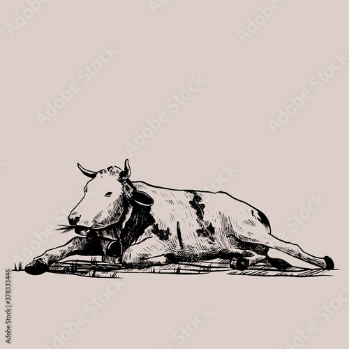 Cow hand drawn in a graphic style. Vintage vector engraving illustration for poster, web, packaging, branding, flyer, print. Isolated on gray background