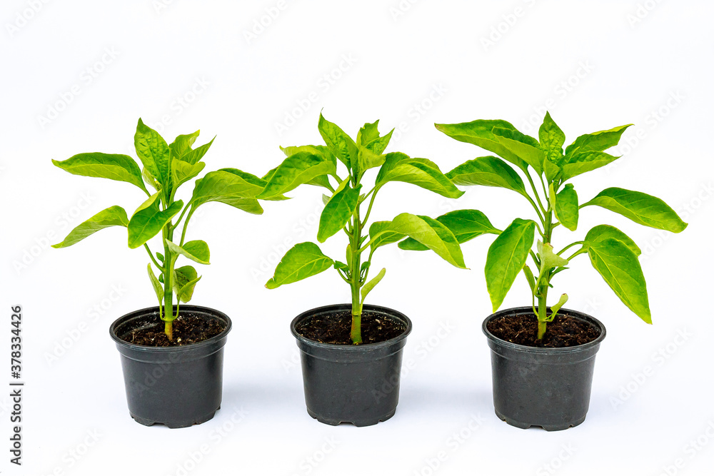 Bell Pepper seedling in a plastic pot on a white background Bell Pepper seedling in a plastic pot on a white background