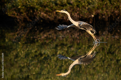 Grey Heron takeoff at Tubli bay, Bahrain