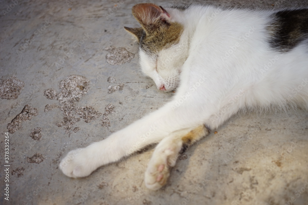 Fototapeta premium white spotted kitty sleeps on the stone floor on a summer day
