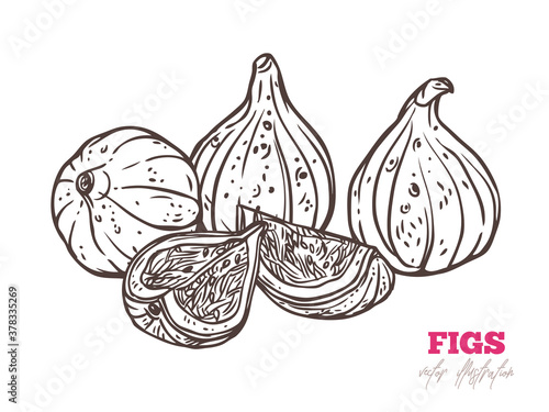 Fresh figs hand drawn vector illustration. Exotic whole, sliced and chopped in half fruits in pile line art. Organic snack outline drawing. Delicious fig with seeds inside black and white sketch