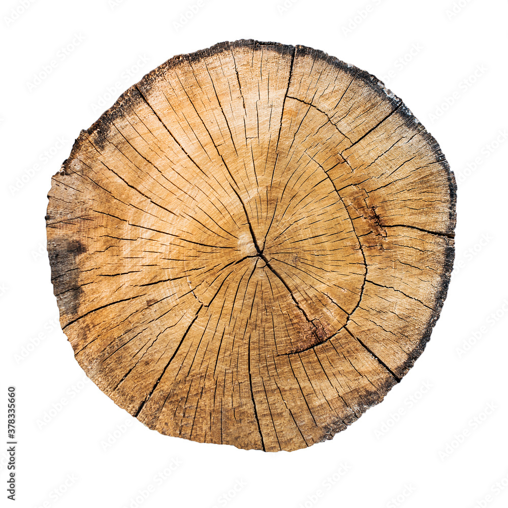 A round saw cut of an old tree with cracks. isolated on white
