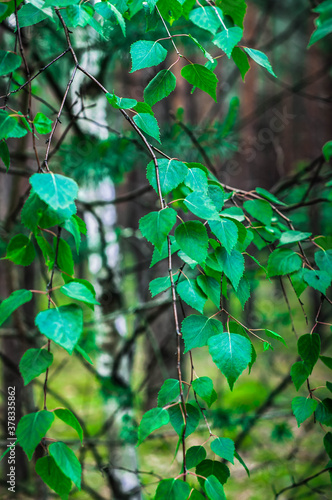 Fototapeta Leaves