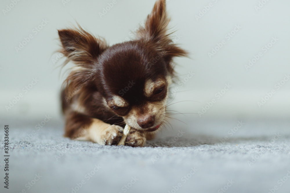 Chihuahua eating bone at home