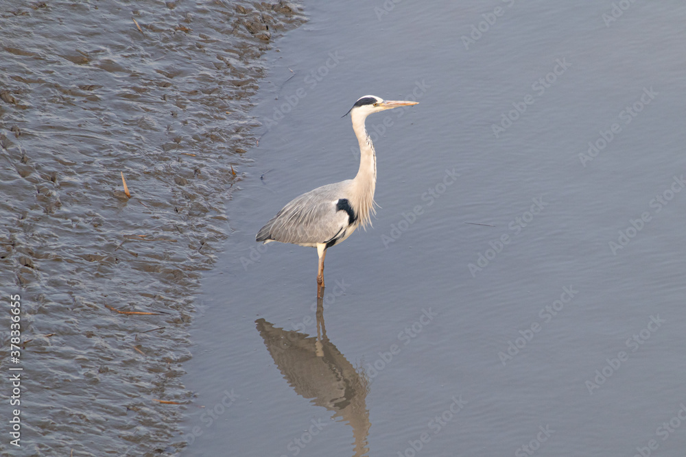 Bird resting on the tidal flat Bird resting on the tidal flat