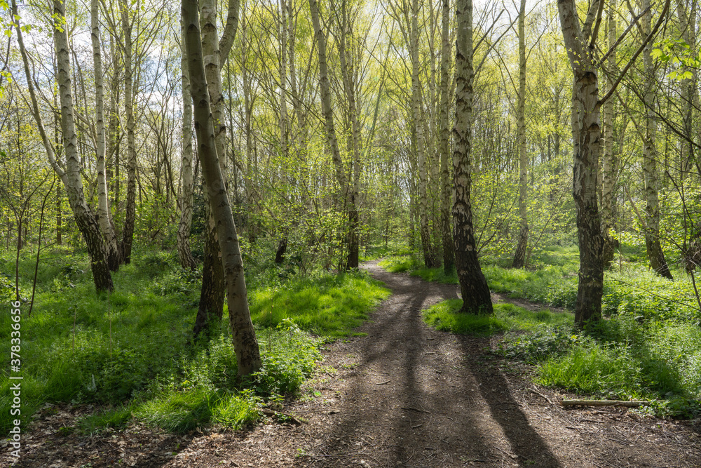 Backlit Silver Birch community woodland with beautiful green grass and strong shadows from trees in Hackney at Spring time Backlit Silver Birch community woodland with beautiful green grass and strong shadows from trees in Hackney at Spring time