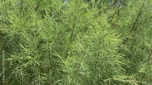Close-up of Garden asparagus branches (Asparagus officinalis) texture and background