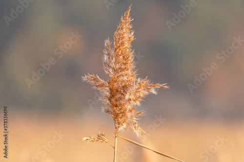 Late autumn reed pictures