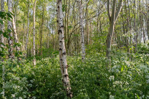 Foto Cow parsley in spring lit silver birch forest in hackney community woodland