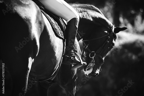 A black-and-white image of a sports racehorse with a rider sitting in the saddle and his foot held in a stirrup in the sunlight.