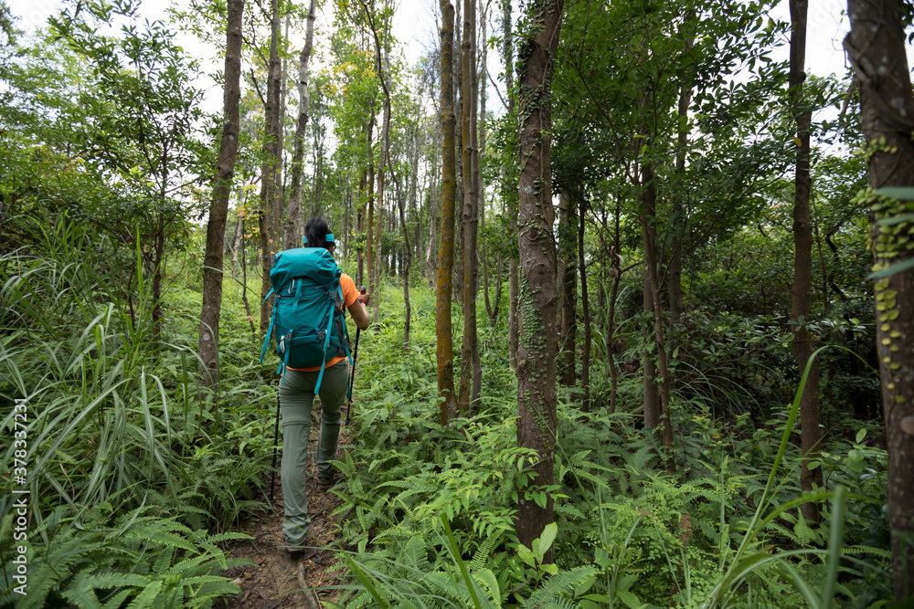 Woman backpacker hiking in summer sunrise forest mountain Woman backpacker hiking in summer sunrise forest mountain
