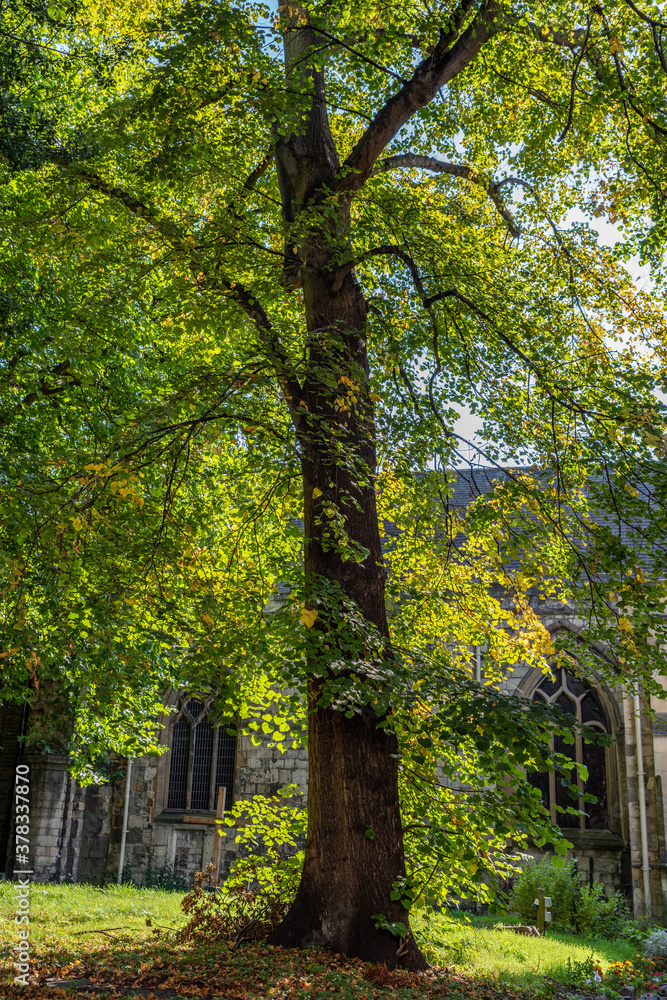 Large Tree with Church