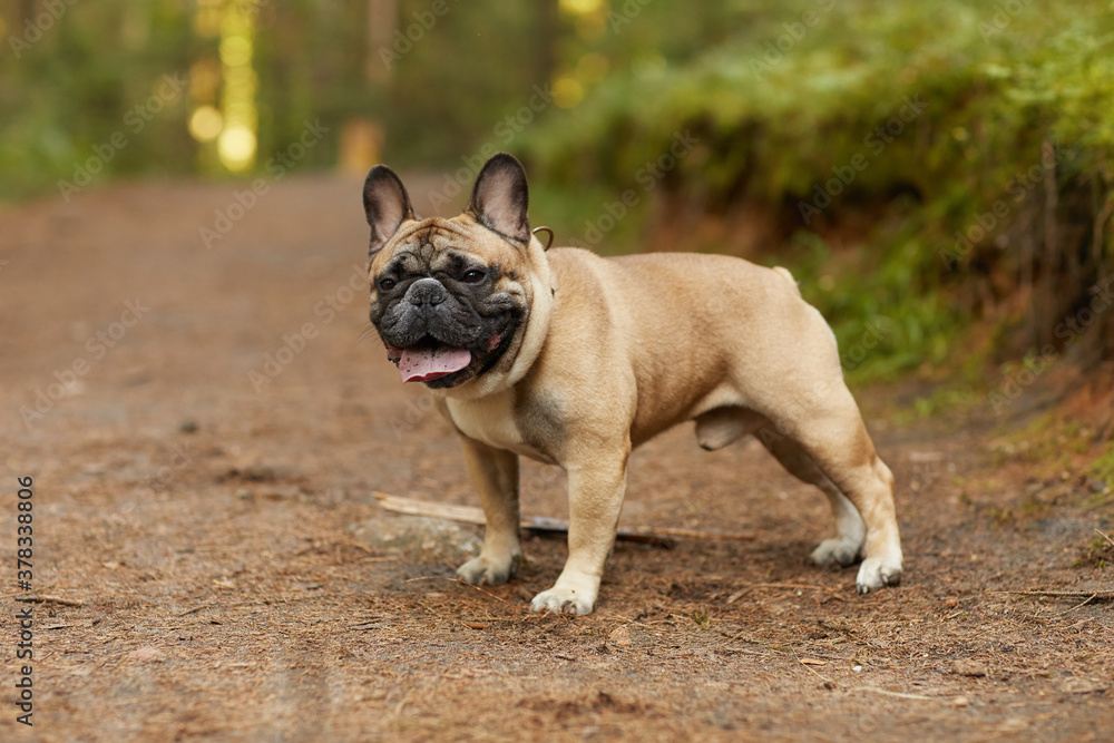 Portrait of purebred French bulldog walking in the forest outdoors
