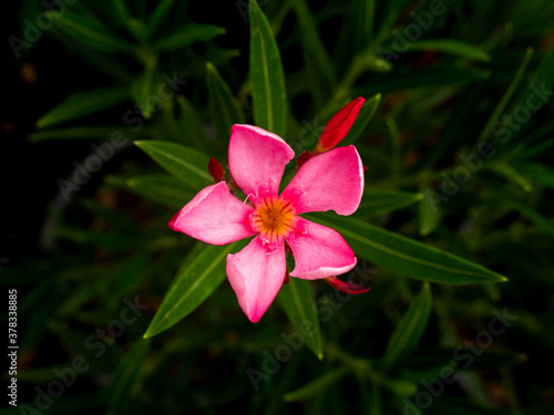 Pink Rose Bay Blooming on The Center of Frame