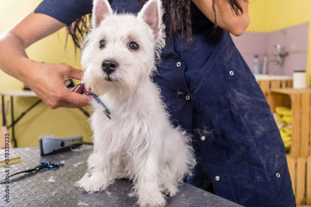 Grooming salon working place, pet shop.