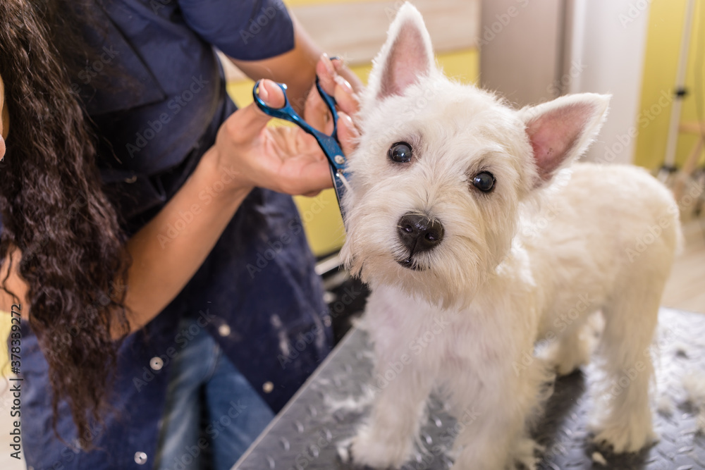 Grooming salon working place, pet shop. Grooming salon working place, pet shop.