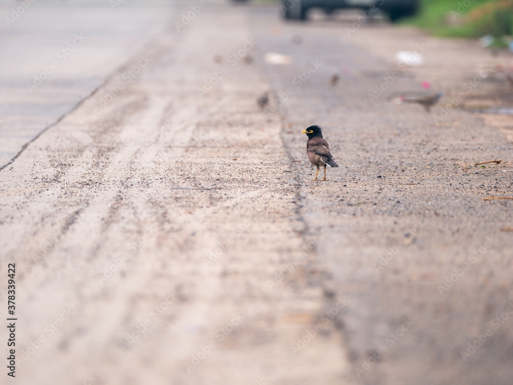 Fototapeta premium Starlings Standing and Screaming