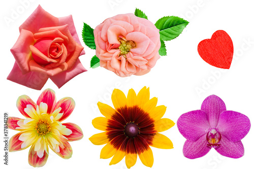 Set of isolated flowers on a white background: rose, rudbeckia, Dahlia, purple Orchid and red wooden heart. Preparation for holiday cards for mother's Day, Valentine's Day