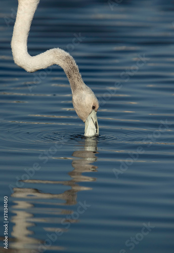Closeup of a Greater Flamingo feeding in the morning at Tubli bay  Bahrain