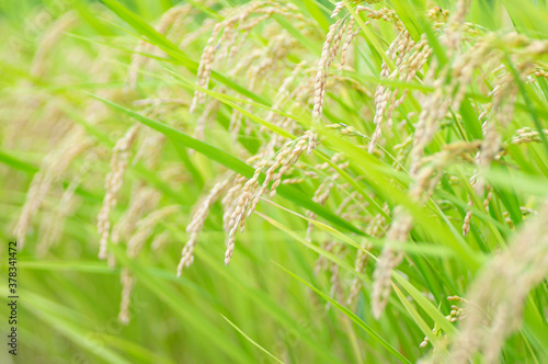 収穫時期の稲