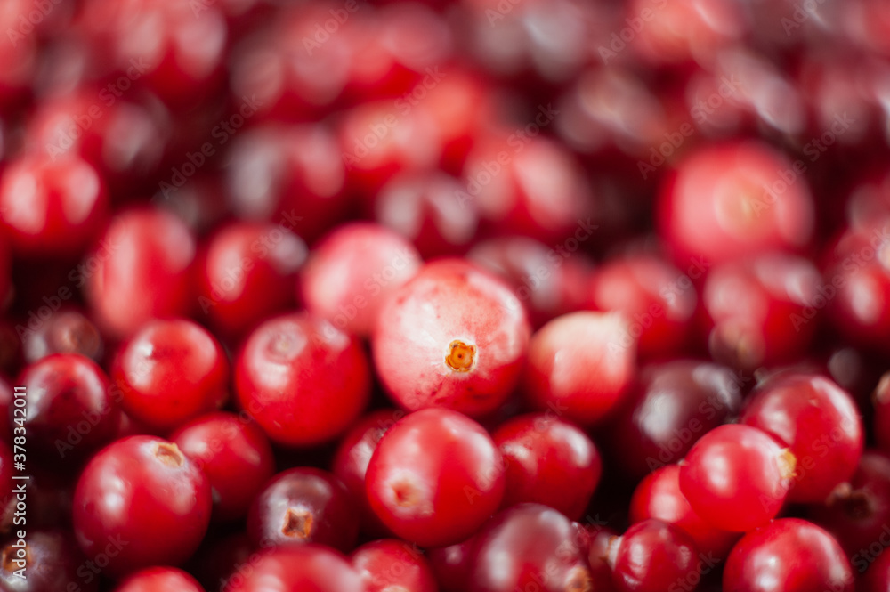 Cranberry. Small forest red berry. A scattering of cranberries. Vitamins from nature Cranberry. Small forest red berry. A scattering of cranberries. Vitamins from nature