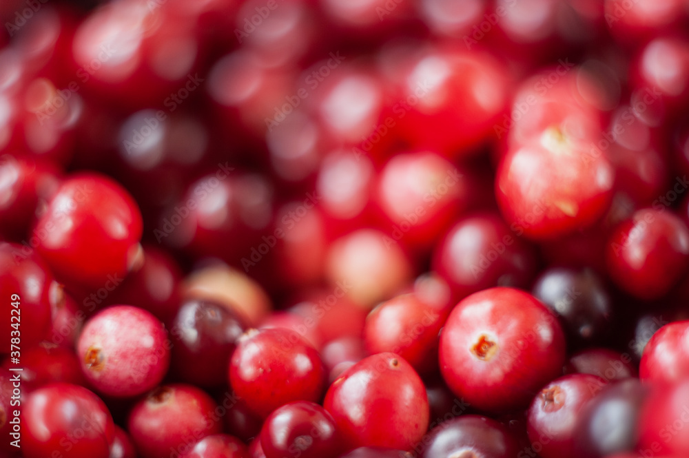 Cranberry. Small forest red berry. A scattering of cranberries. Vitamins from nature Cranberry. Small forest red berry. A scattering of cranberries. Vitamins from nature