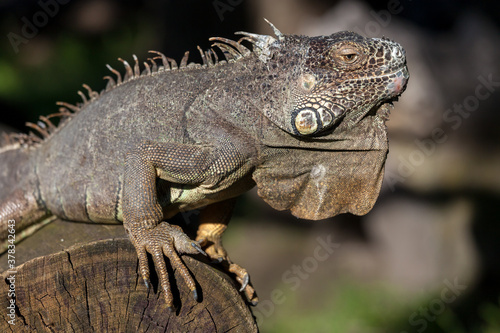 The green iguana bask in the sun © Dalibor