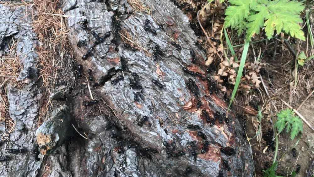 Anthill ,close-up shot of giant ants working on the forest floor at deep tropical rain forest. Wild nature stock footage Anthill ,close-up shot of giant ants working on the forest floor at deep tropical rain forest. Wild nature stock footage