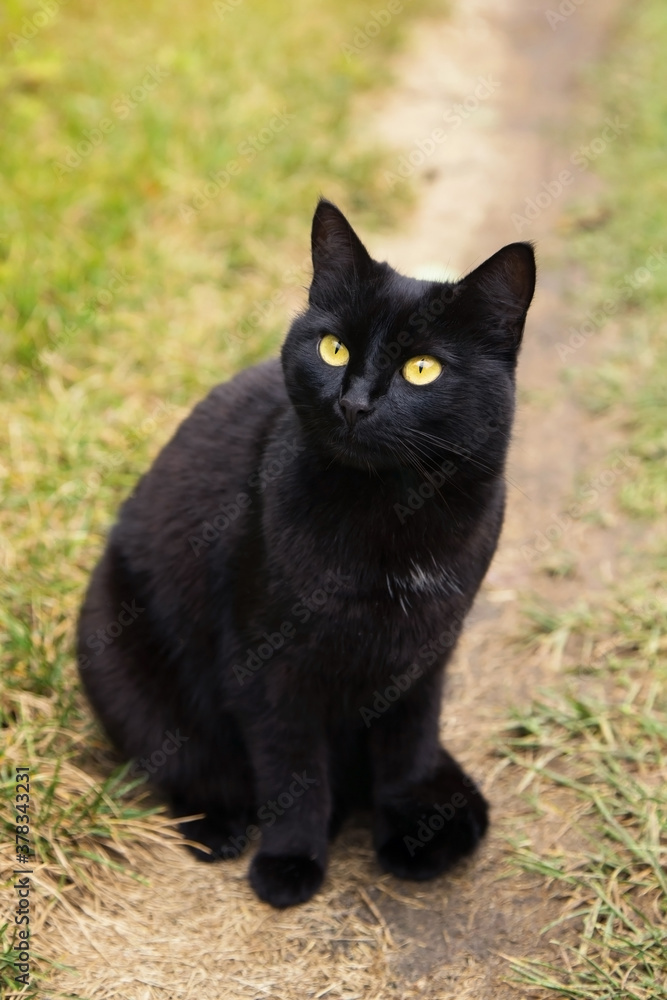 Beautiful bombay black cat with yellow eyes and attentive look sit outdoors in nature in grass. Cat looking up