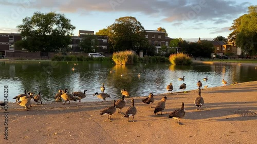 Panoramic view of wildlife, ducks on the lake at sunrise in Greenwich Park of London