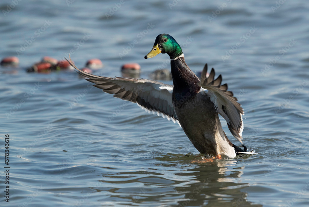 Obraz premium Mallard duck spreading its wings while bathing at Tubli bay, Bahrain