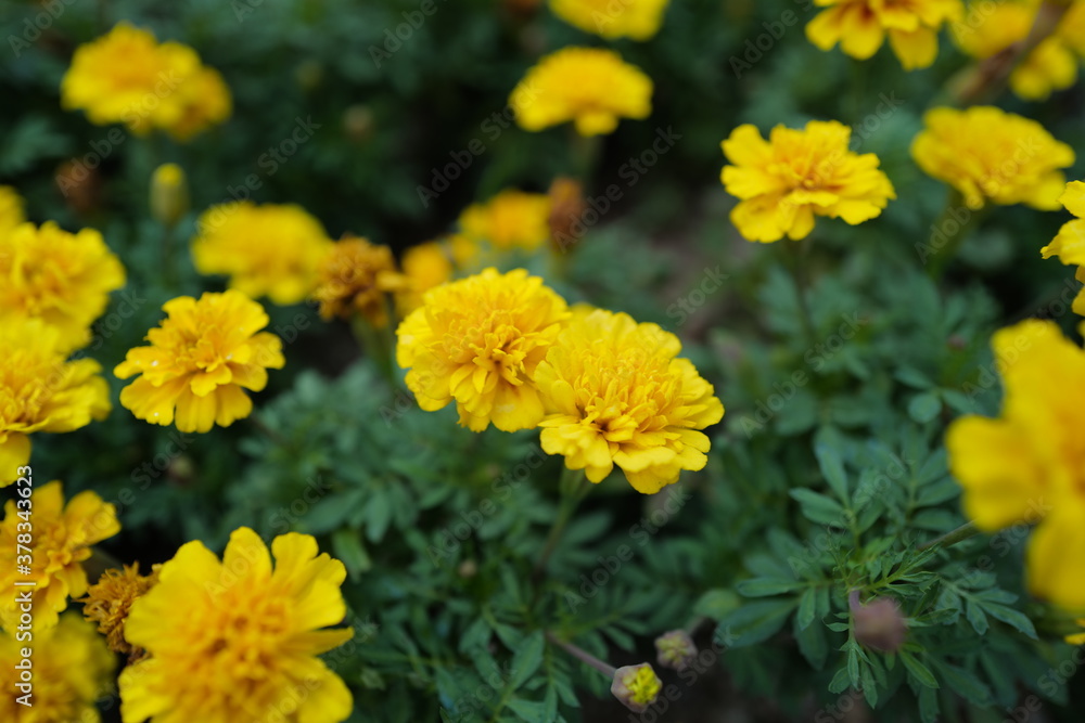 yellow flowers in the garden yellow flowers in the garden