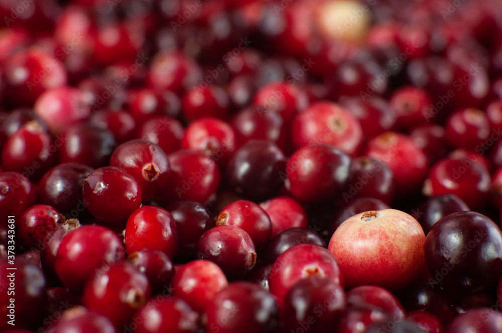 Cranberry. Small forest red berry. A scattering of cranberries. Vitamins from nature Cranberry. Small forest red berry. A scattering of cranberries. Vitamins from nature