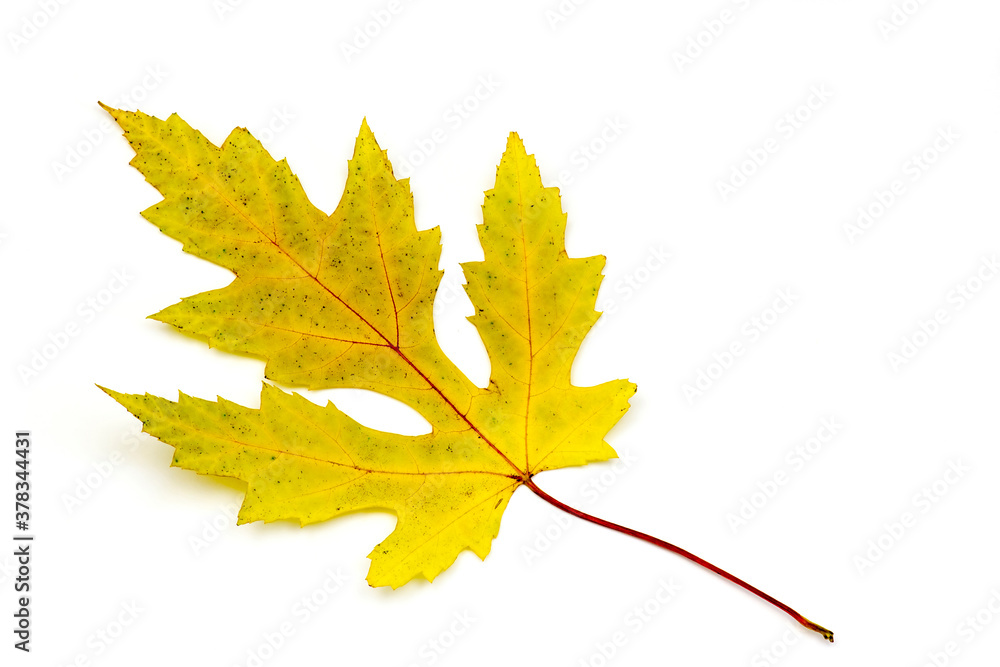 maple autumn leaf isolated on white maple autumn leaf isolated on white