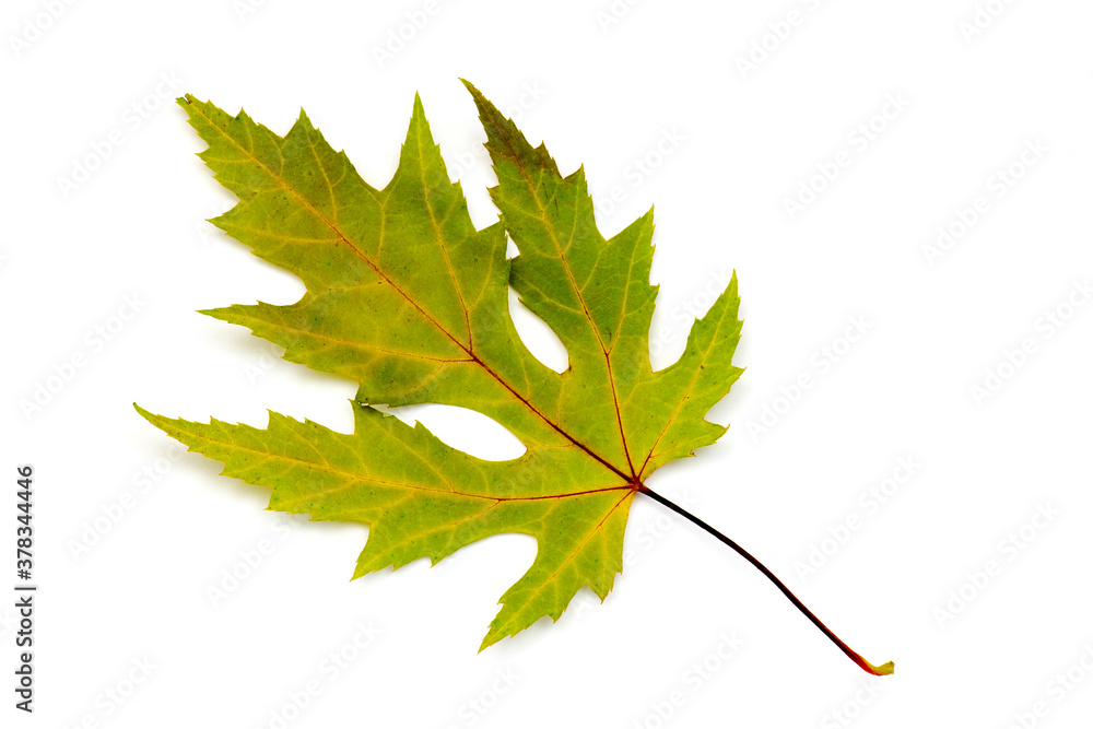 maple autumn leaf isolated on white maple autumn leaf isolated on white