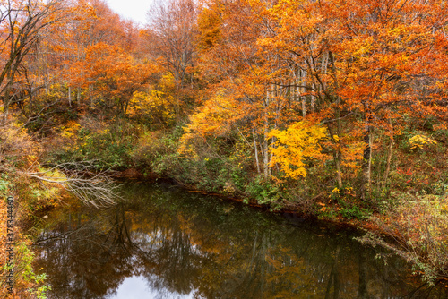 紅葉に染まる池の周りの木々